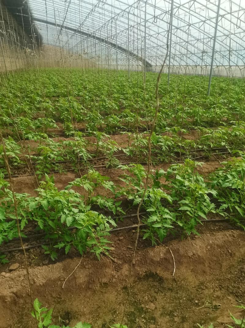 精耕细作，铸就卓越——探索优质农产品的科学种植之道