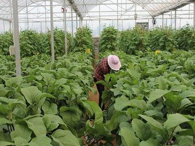 生态农庄 从田间到餐桌的全产业链体验