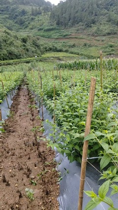 地球管理员 守护农产品种植的绿色未来