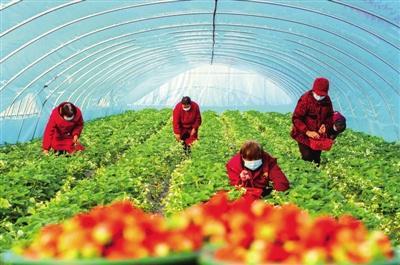 河南南阳 特色种植兴产业 精准助农促增收