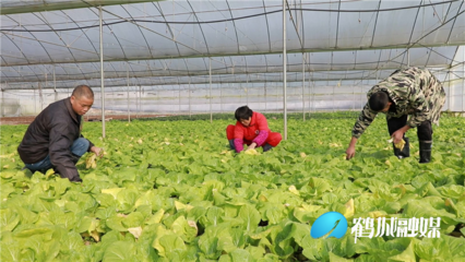 鹤城区 打造粤港澳大湾区“菜篮子”优质供给基地