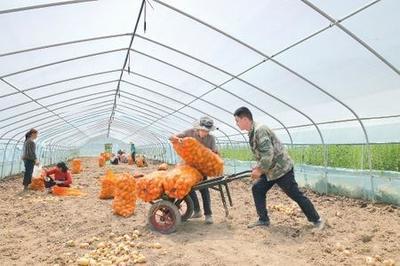 「图片新闻」康县景盛种植农民专业合作社大力发展特色农产品种植