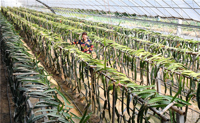 河北迁安田野的风景 100余个特色种植专业村促农增收(图)