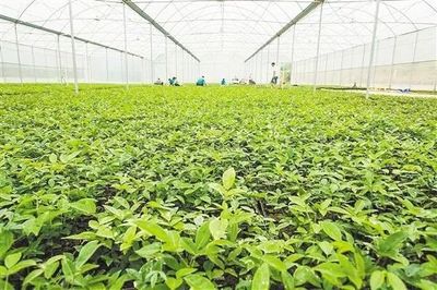 农产品拍卖 | 推进农产品拍卖打造现代农业转型升级新平台