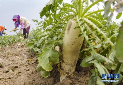 河北曹妃甸:订单白萝卜种植助增收