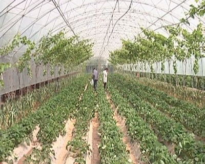 葡萄架下种草莓西瓜 混搭种植收益大