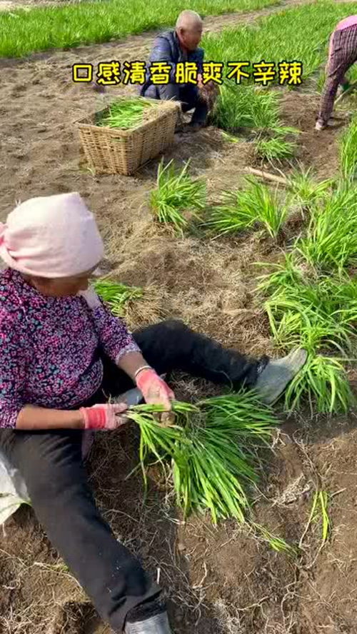 蔬菜品种千千万,红根韭菜很少见 优质农产品 农业种植