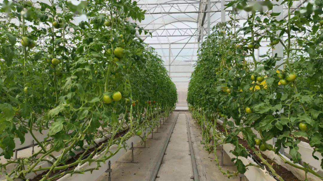 稳生产 保供给!清城这6家基地入选省级"菜篮子"基地