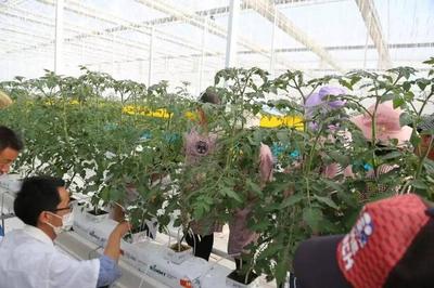 弥渡樱桃番茄正当红:数字植物工厂开辟农业新赛道