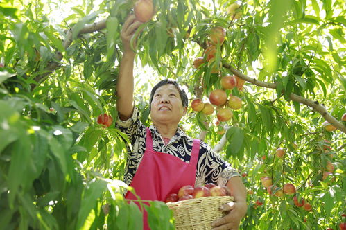 河北广宗 特色农产品种植助力农民增收致富