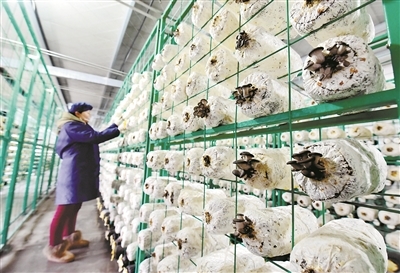 土地长出“摇钱树” 生态变成“金元宝”——农产品的种植与生态价值