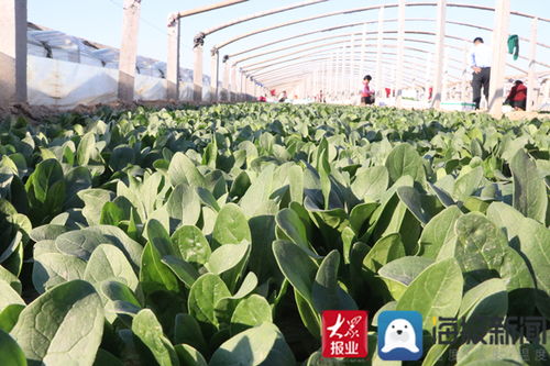 从田间到特区 惠民县麻店菠菜的产业化之路