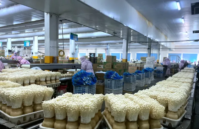 小小生态菇，撬动大产业——威宁县探索产业发展新模式的致富之路