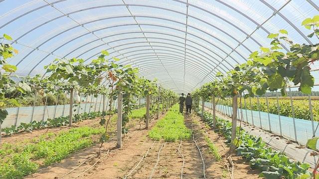 特色棚菜种植解锁增收密码，喜迎二十大绘就农业新画卷