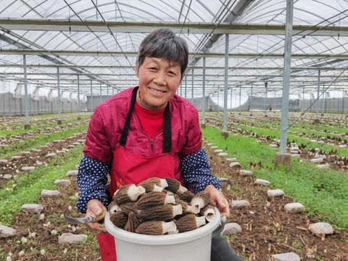 崇明新村乡的羊肚菌种植革命 比手掌还大的珍品，亩均收益达水稻百倍