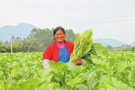 正果镇合作社 绿色种植铺就农民致富路